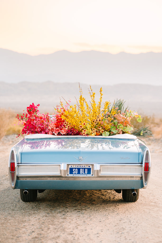 The Mary Costa Collection